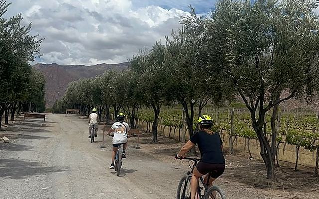 Camino de tierra entre árboles