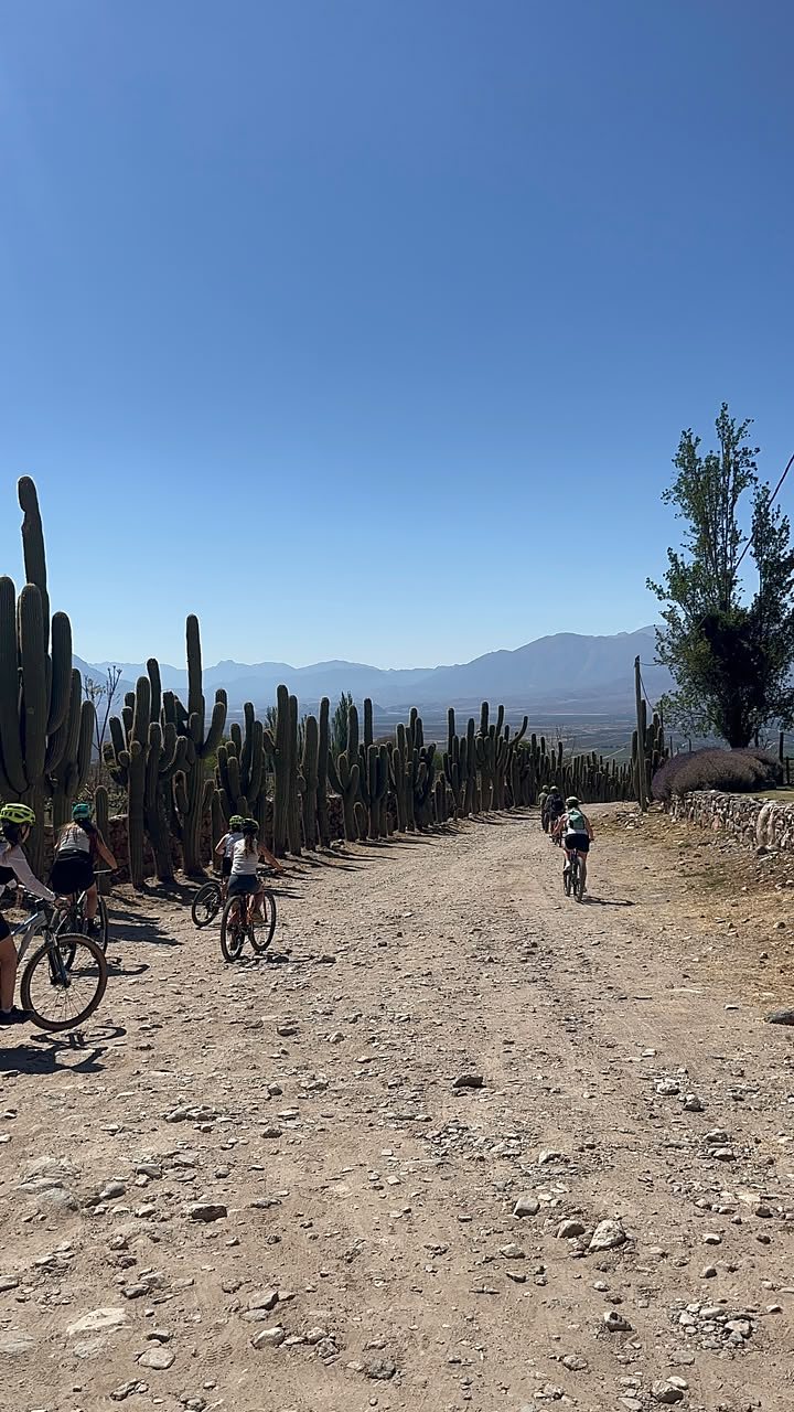 Sendero entre cardones